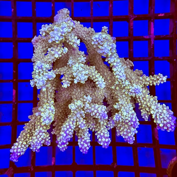 Oz Acropora Colony