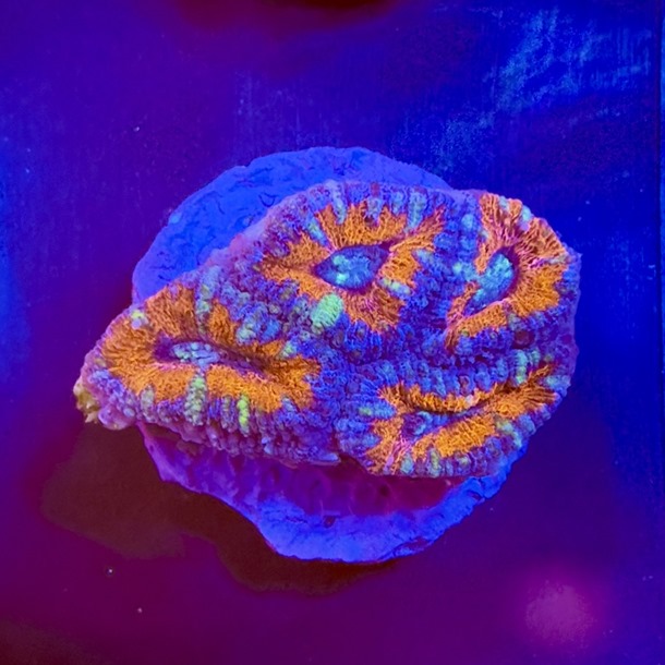 Blue Red Acan Frag