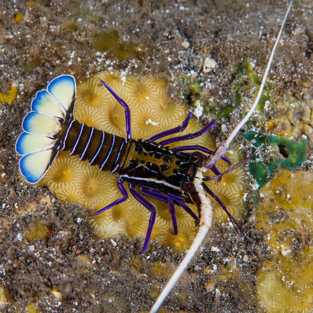 Blue Lobster