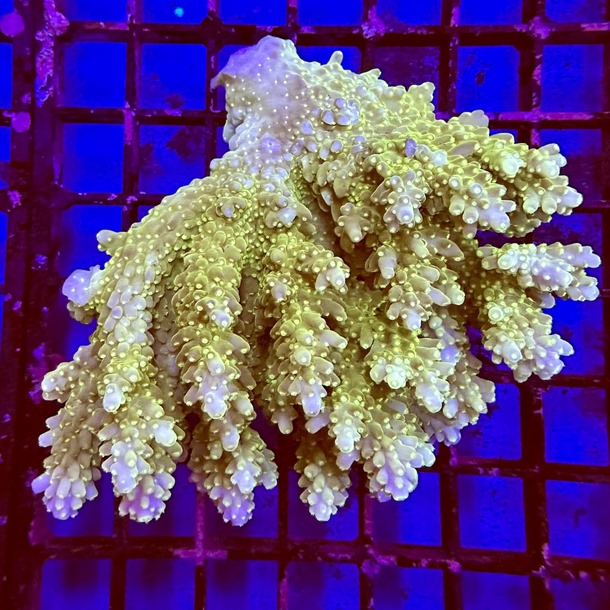 Oz Acropora Colony