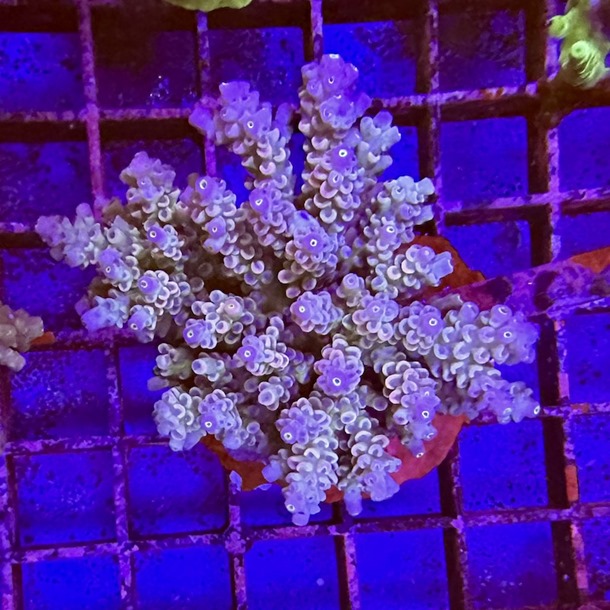 Acropora Colony