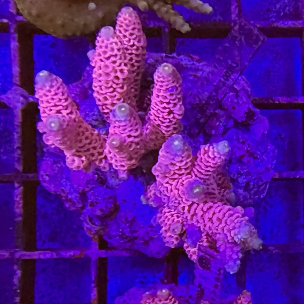 Acropora Colony