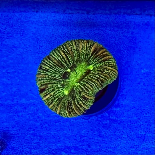 Green Trachyphyllia