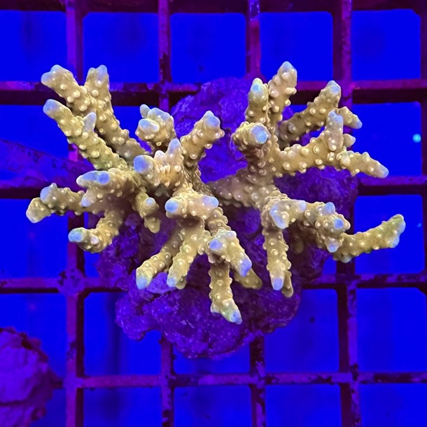 Anacropora Colony