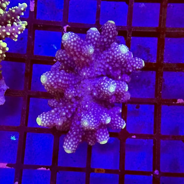 Fiji Acropora Colony