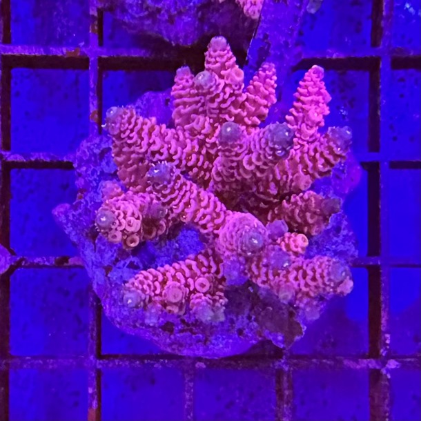 Acropora Colony