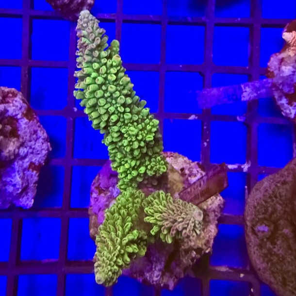 Acropora Colony