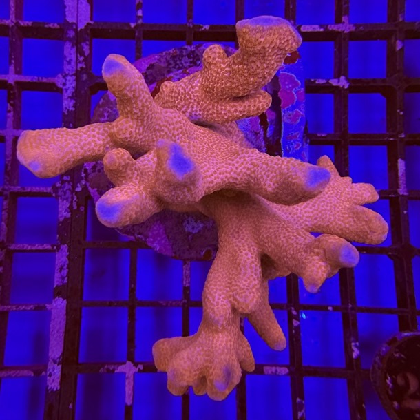 Red Montipora