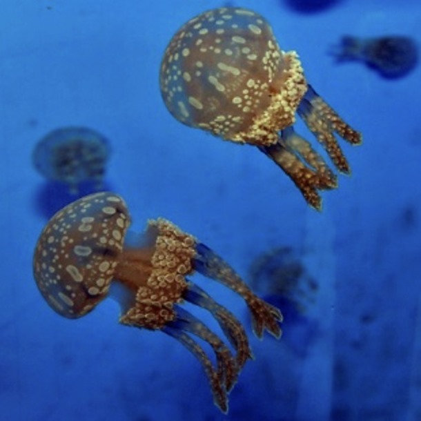 Spotted Jellyfish