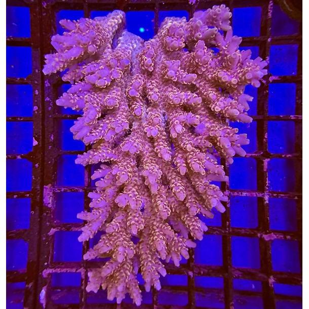 Oz Acropora Colony