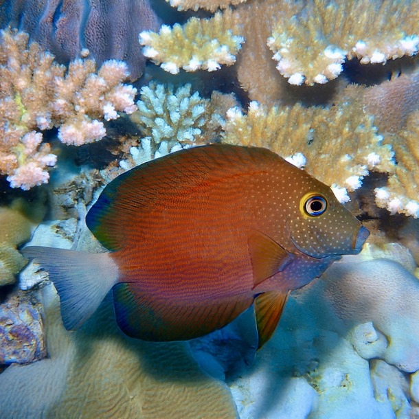 White Tail Bristletooth Tang