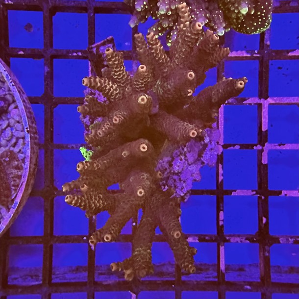 Acro Colony 