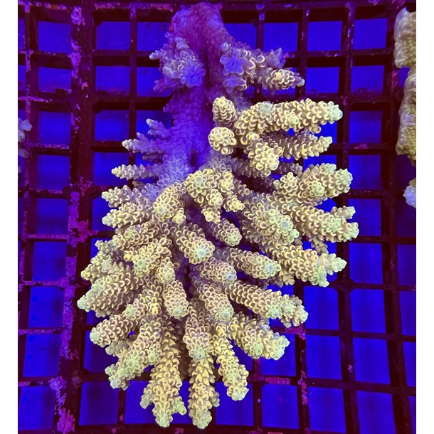 Oz Acropora Colony