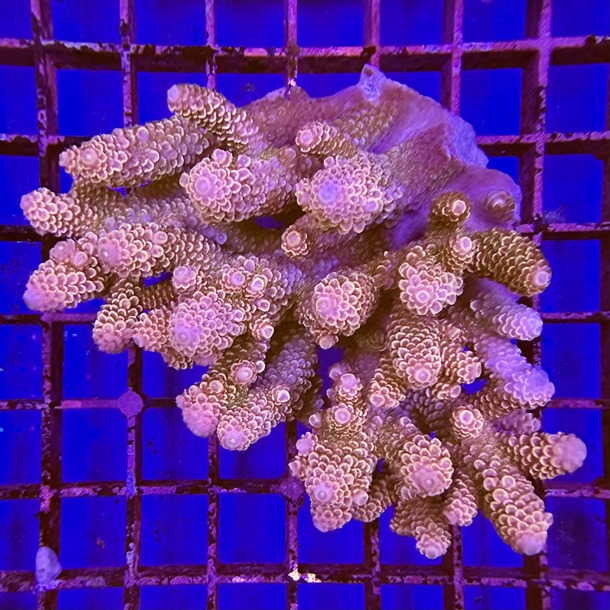 Oz Acropora Colony