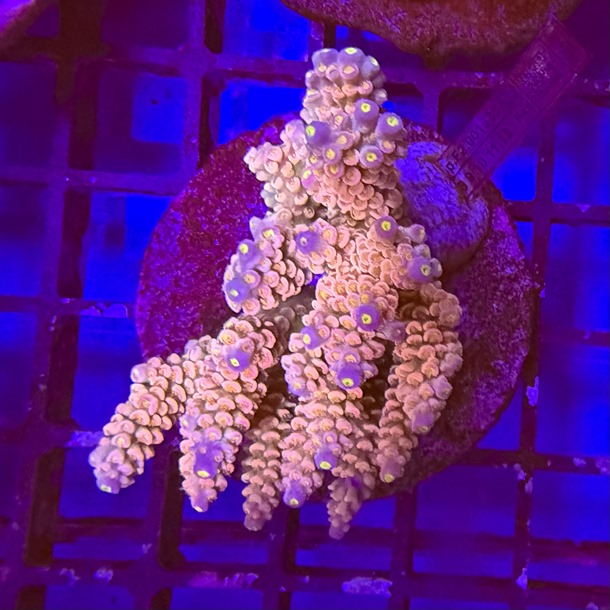 Acropora Colony