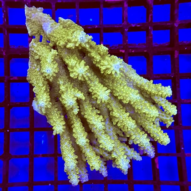 Oz Acropora Colony