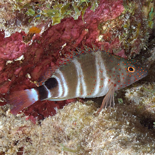 Caribbean Red Spotted Hawkfish