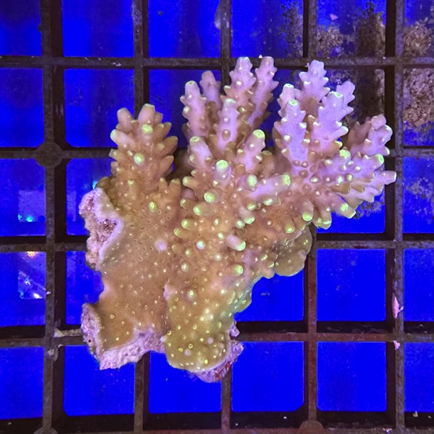 Fiji Acropora Colony