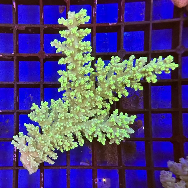 Fiji Acropora Colony