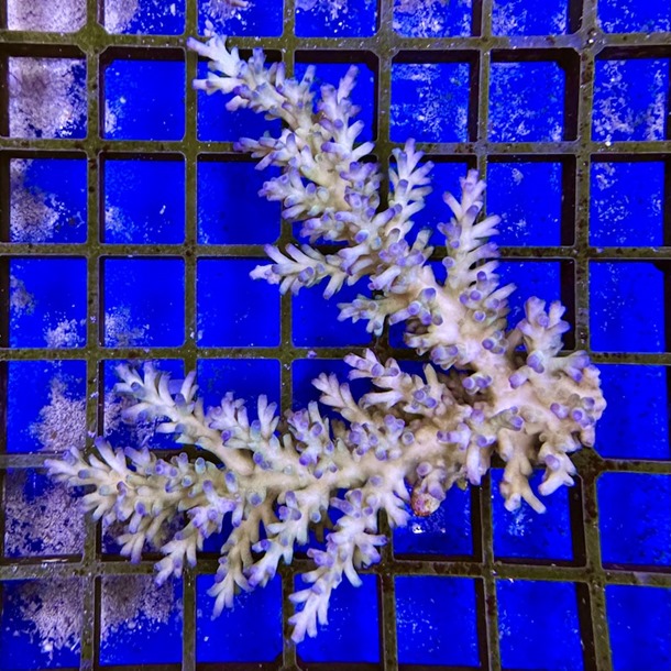 Ice Fire Acropora