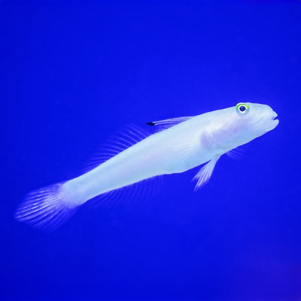 Chalk Sleeper Goby