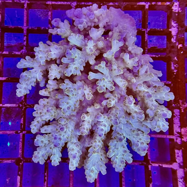 Oz Acropora Colony