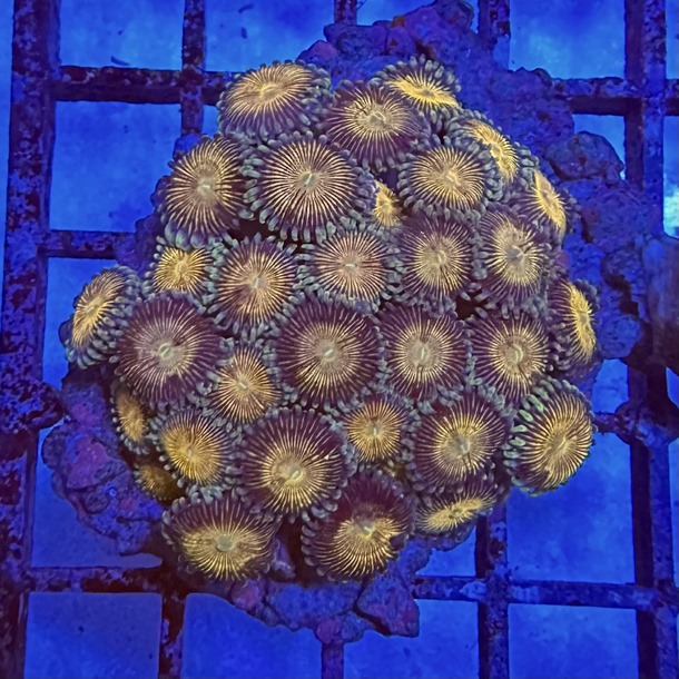 Enfys Zoa Colony