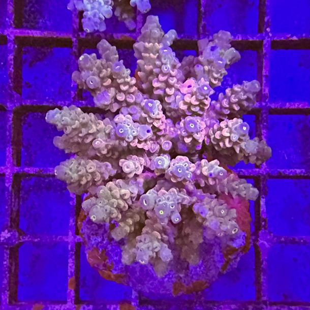 Acropora Colony