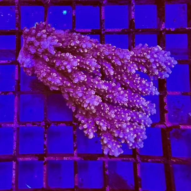 Oz Acropora Colony