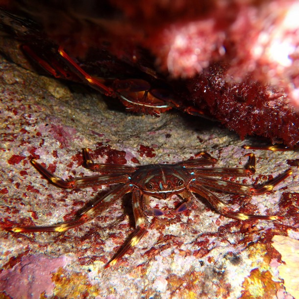 Sally Lightfoot Crab