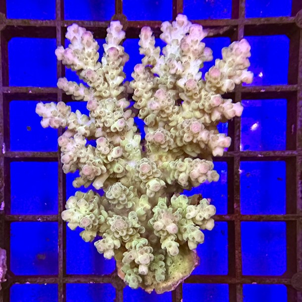 Fiji Acropora Colony