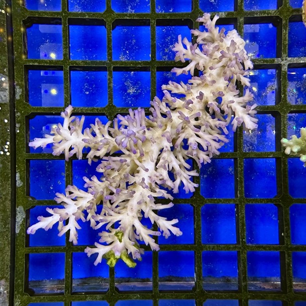 Ice Fire Acropora