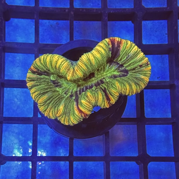 Gold Stripe Trachyphyllia