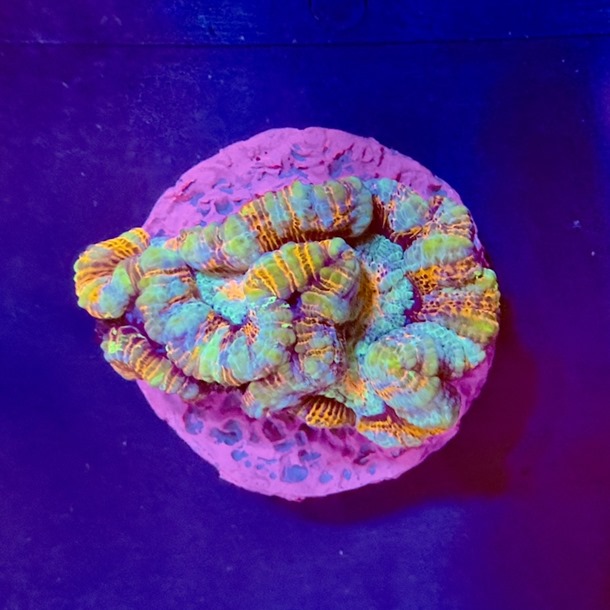 Pastel Acan Frag