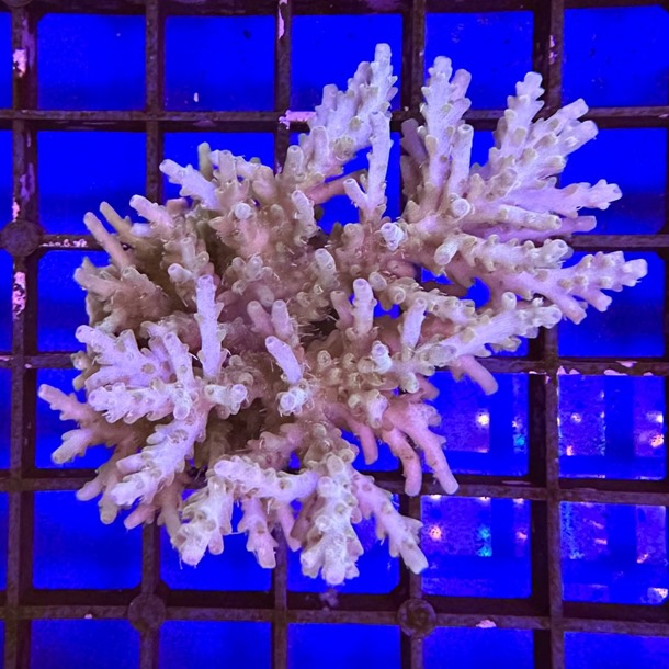 Fiji Acropora Colony