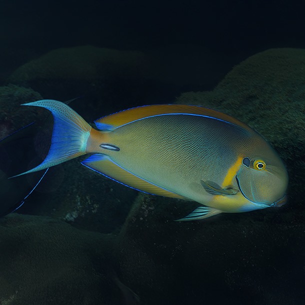 Orange Face Tang