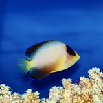 Multicolour Dwarf Angel Fish