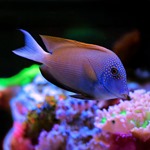 Orange Stripe Bristletooth Tang