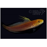 Bella Sleeper Goby