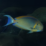 Orange Face Tang